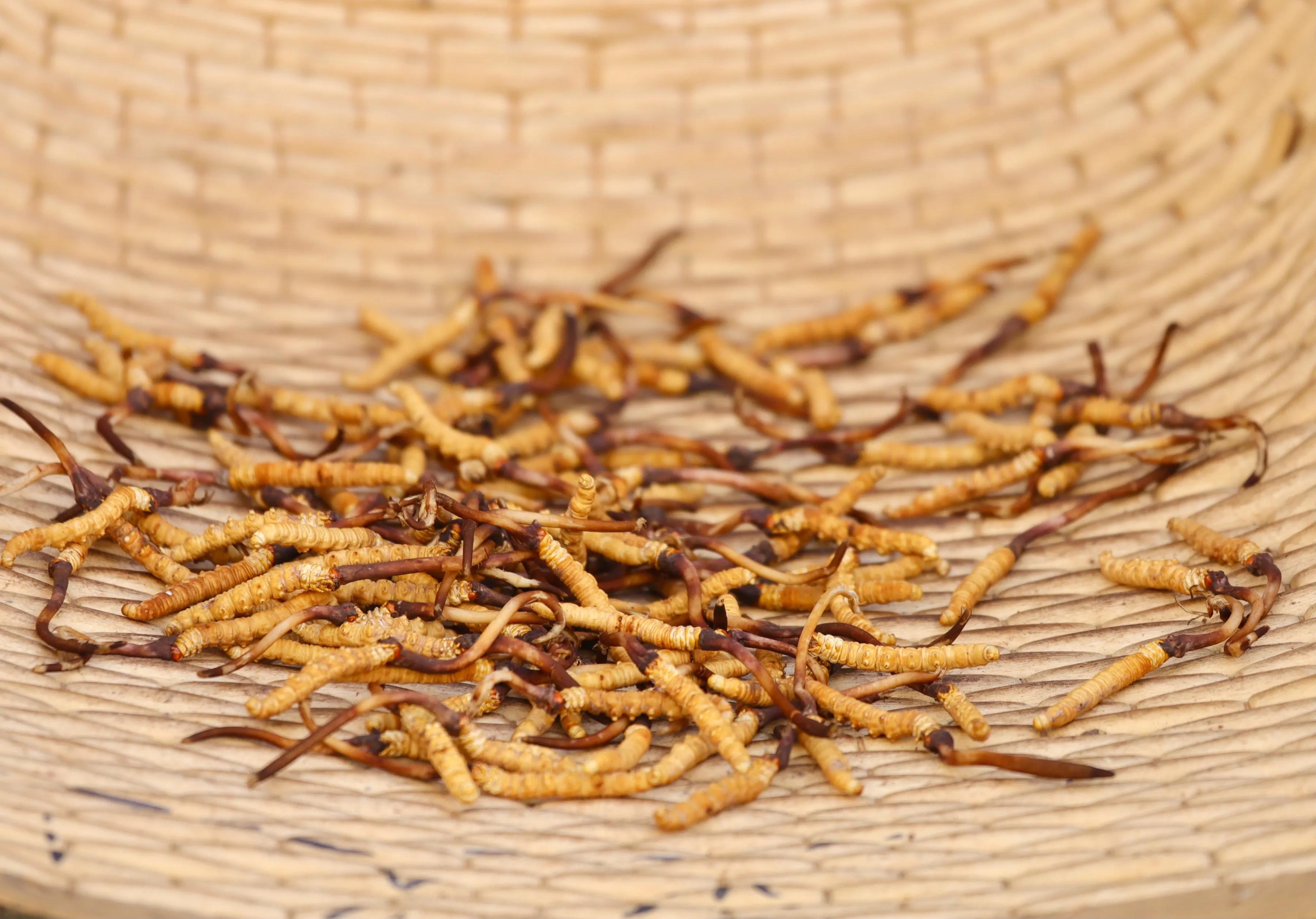 中国最大虫草市场,全国最大冬虫夏草集散地