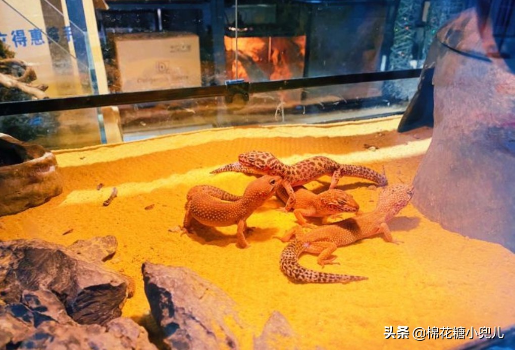 北京盆栽花卉批发市场,北京众兴花卉批发市场