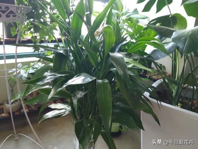 富贵竹叶片发黄怎样解决,富贵竹叶片尖发黄怎么办