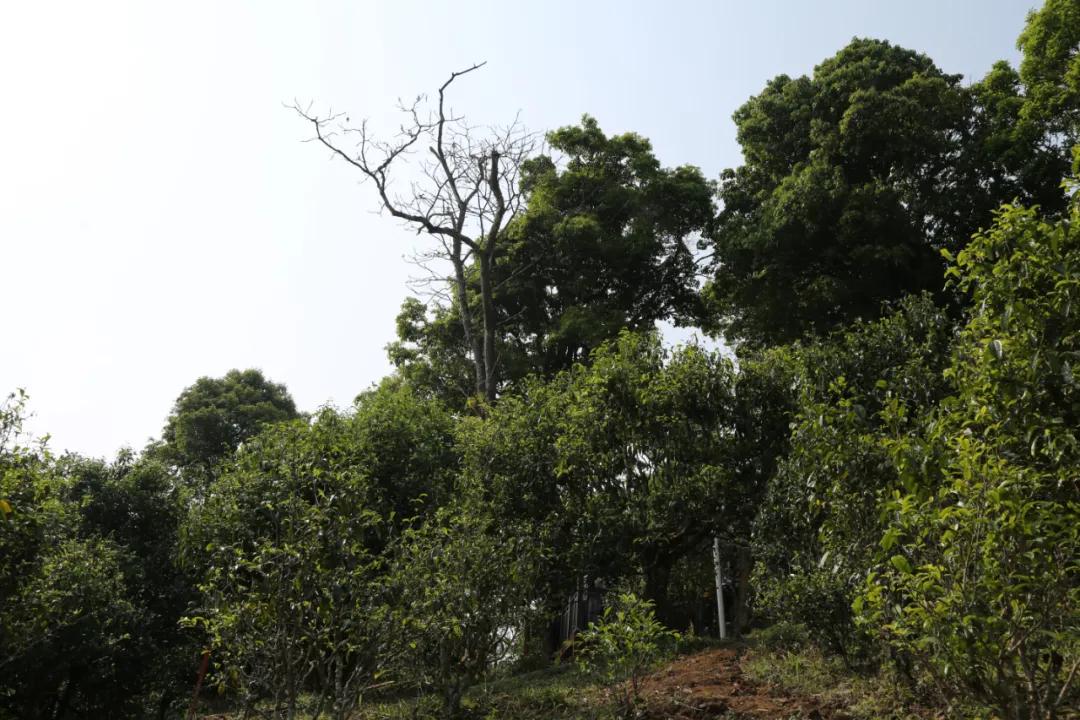 庆沣祥七彩云南普洱,庆沣祥七彩云南名门普洱