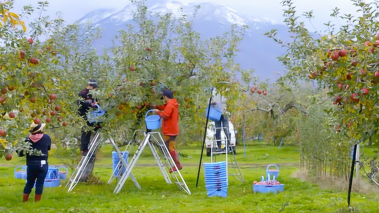 苹果不能和三种东西一起吃,苹果千万不可以和这几样一起吃
