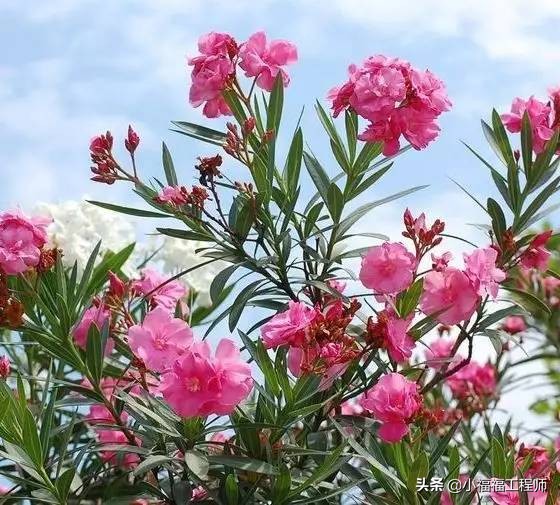 适合孕妇的室内绿植,家里有孕妇房间适合养什么植物