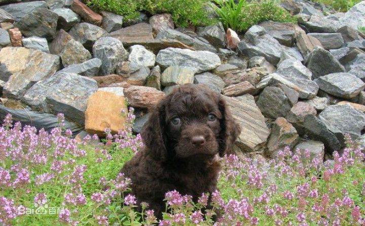 小型犬品种大全及图片柯基犬,不掉毛无体味性格温顺的小型犬