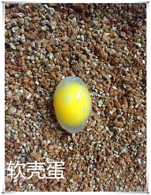 滑液囊支原体影响鸡产蛋吗,滑液囊支原体对产蛋性能的影响