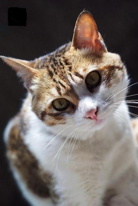 中华田园猫品种排行,中华田园猫的品种大全及图片