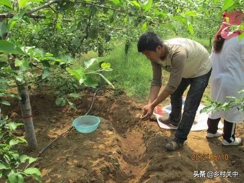 苹果套完袋要立即浇水吗,苹果套纸袋摘袋以后还能用吗