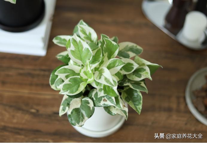 绿萝叶子有白色的东西怎么处理,绿萝叶子白斑的原因及解决方法