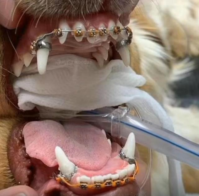 狗狗牙齿磨损,狗狗牙齿损坏会恢复么