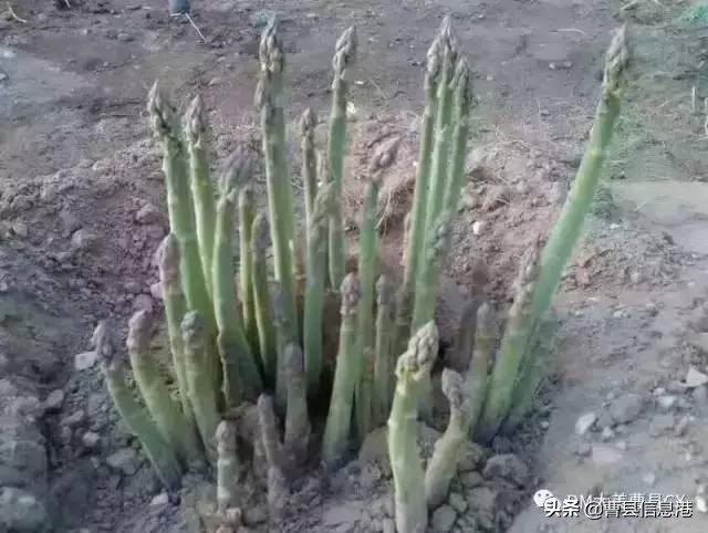 曹县十大强镇,曹县全国百强镇