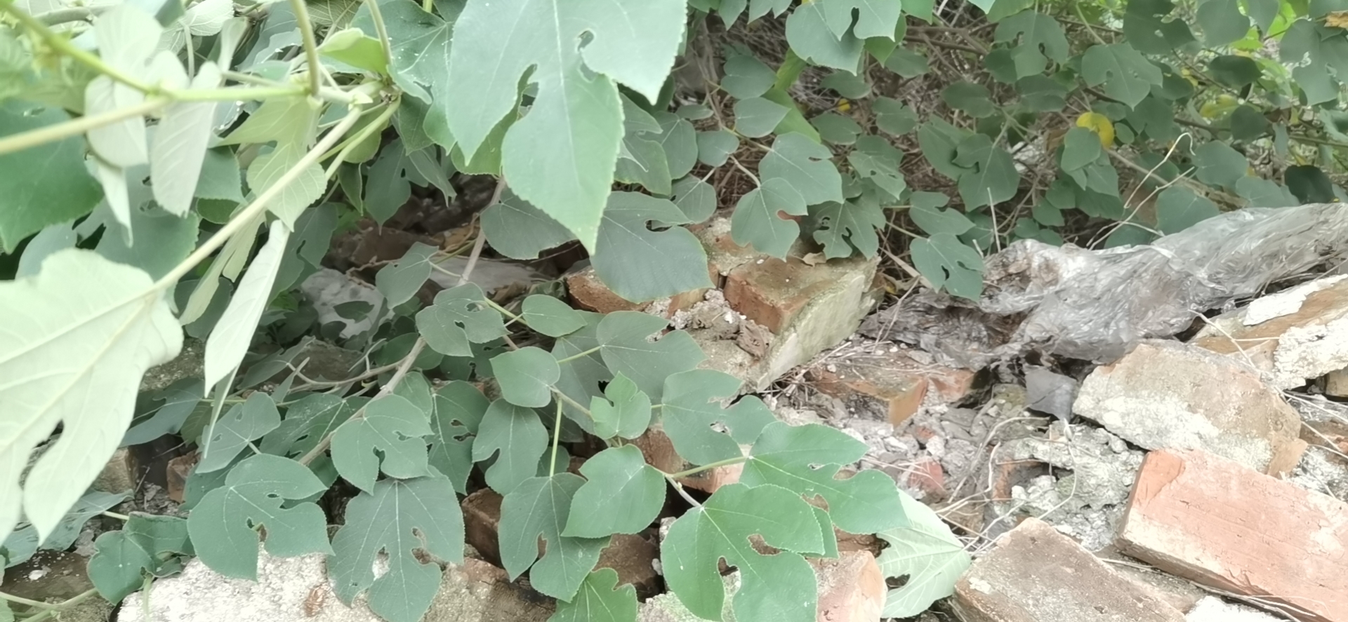 *迁拆**过程中，重要石刻被埋建筑垃圾下，急需保护丨附《善政颂碑》