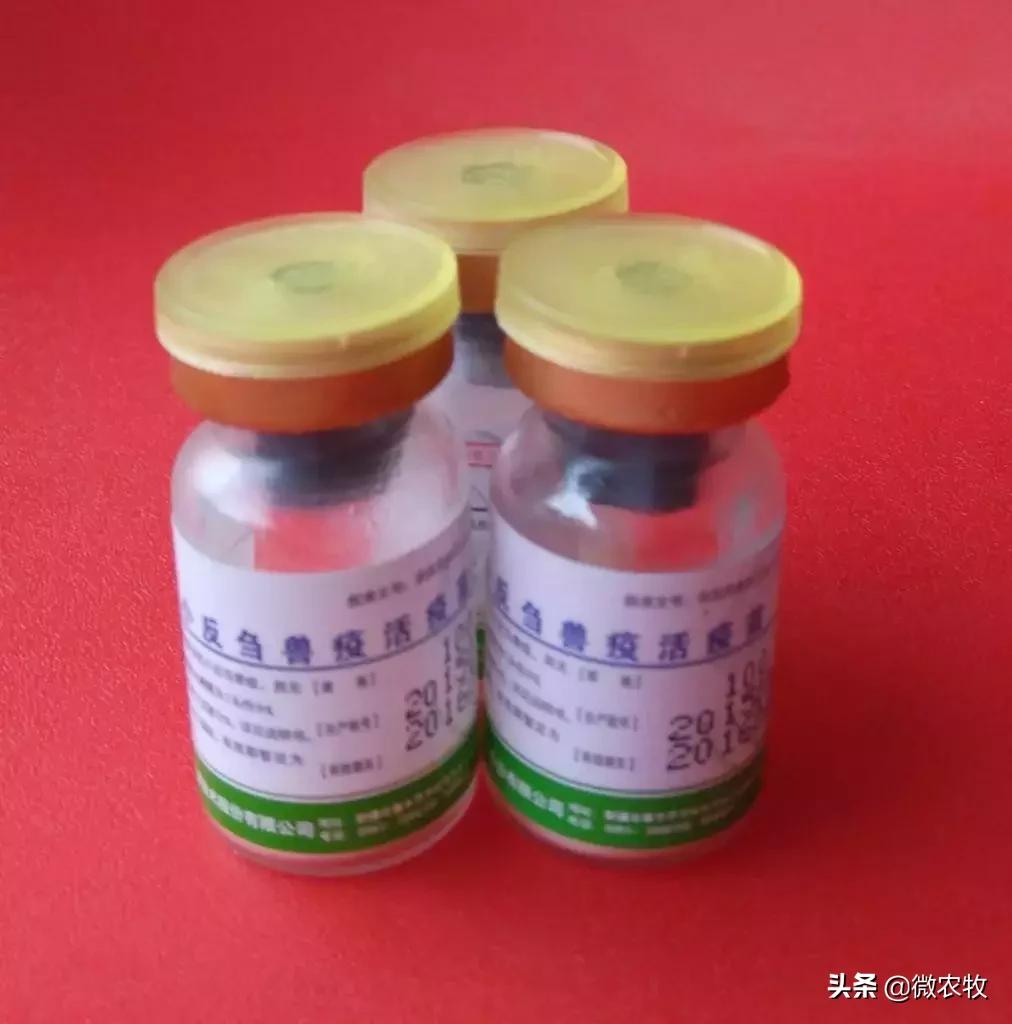 羊疫苗在零下多少度保存最好,羊的疫苗怎么保存