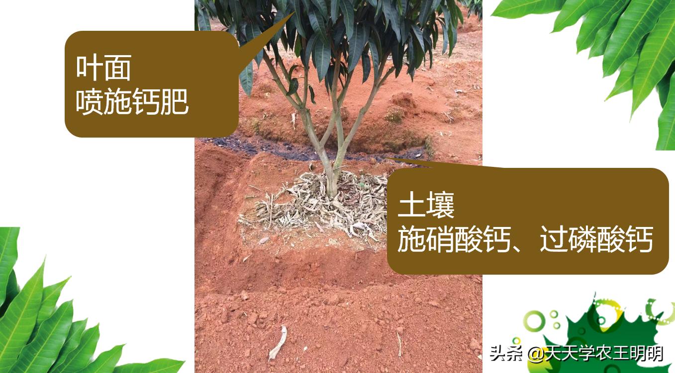 芒果炭疽用什么药,芒果炭疽