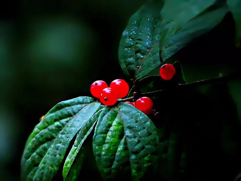 红豆是种子吗还是果实,红豆相思豆长什么样