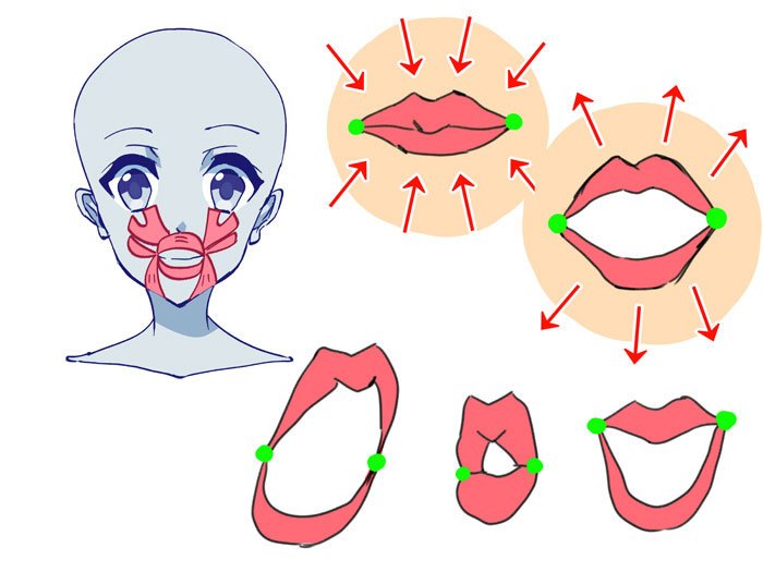 动漫人物怎么画头部,怎么画动漫人物头部结构