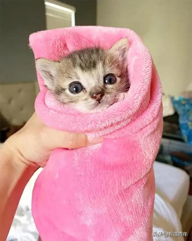 医生说我家猫很有性格,医生说我的猫有点傻