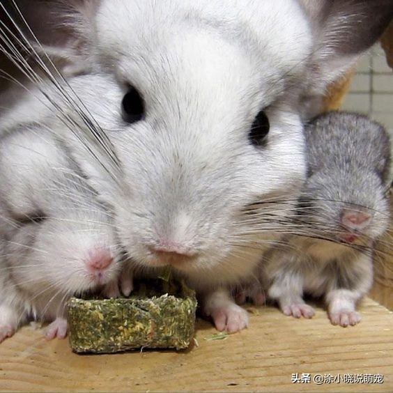 补充微量元素会影响大便吗,补充维生素可以减少猫咪掉毛吗