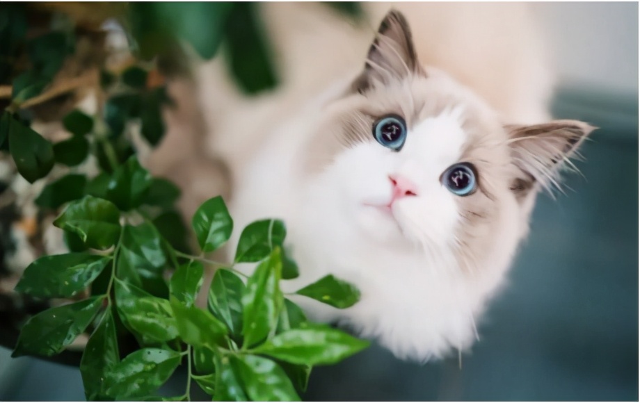 猫咪里面最温顺的是什么猫,什么猫咪是世界上最最温柔的猫咪