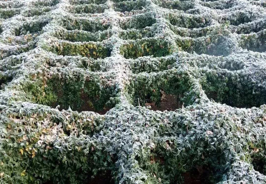 种植百香果其实没那么难,种植百香果有哪些骗局