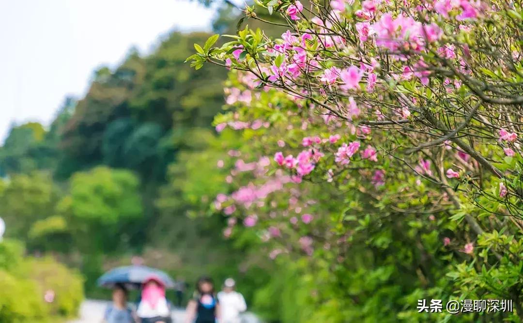 深圳空气中氡含量全国第一,深圳市负氧离子大概是多少