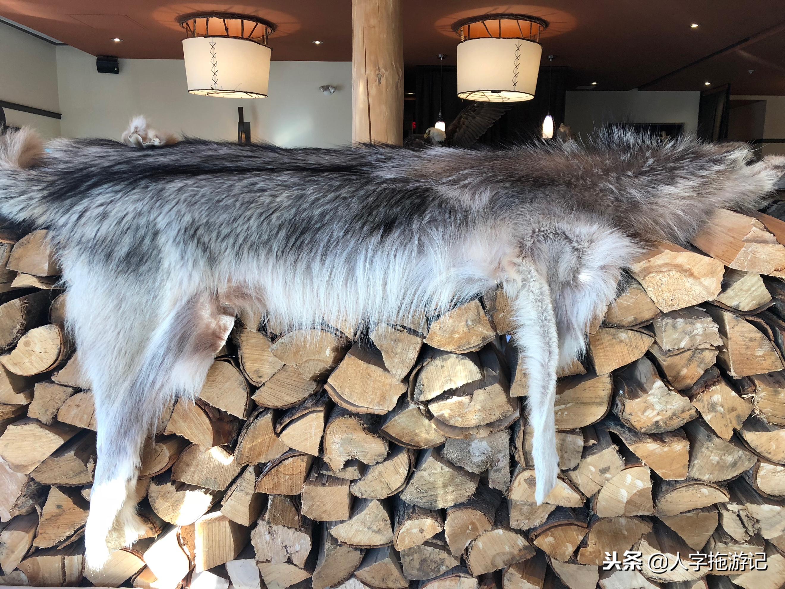 冬日极客,加拿大Wendake穿着狼爪去狼族