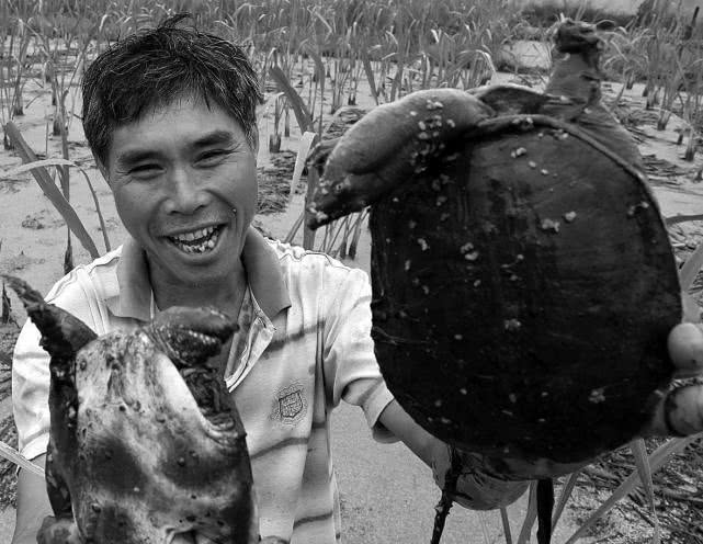 藕田放甲鱼有收获吗,稻田莲藕套养甲鱼如何采收藕