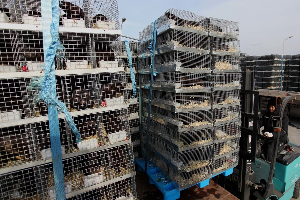 中国皮草行业现状,皮草跌落神坛