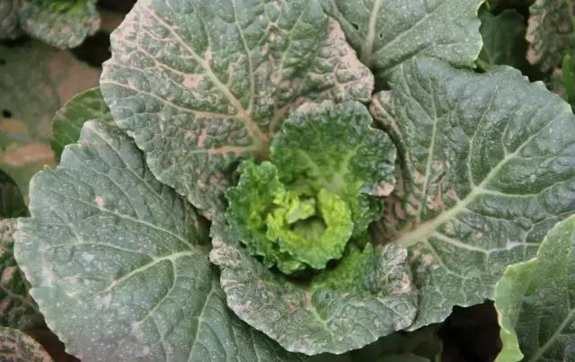 番茄生长调节剂药害解决,碧护生长调节剂药害