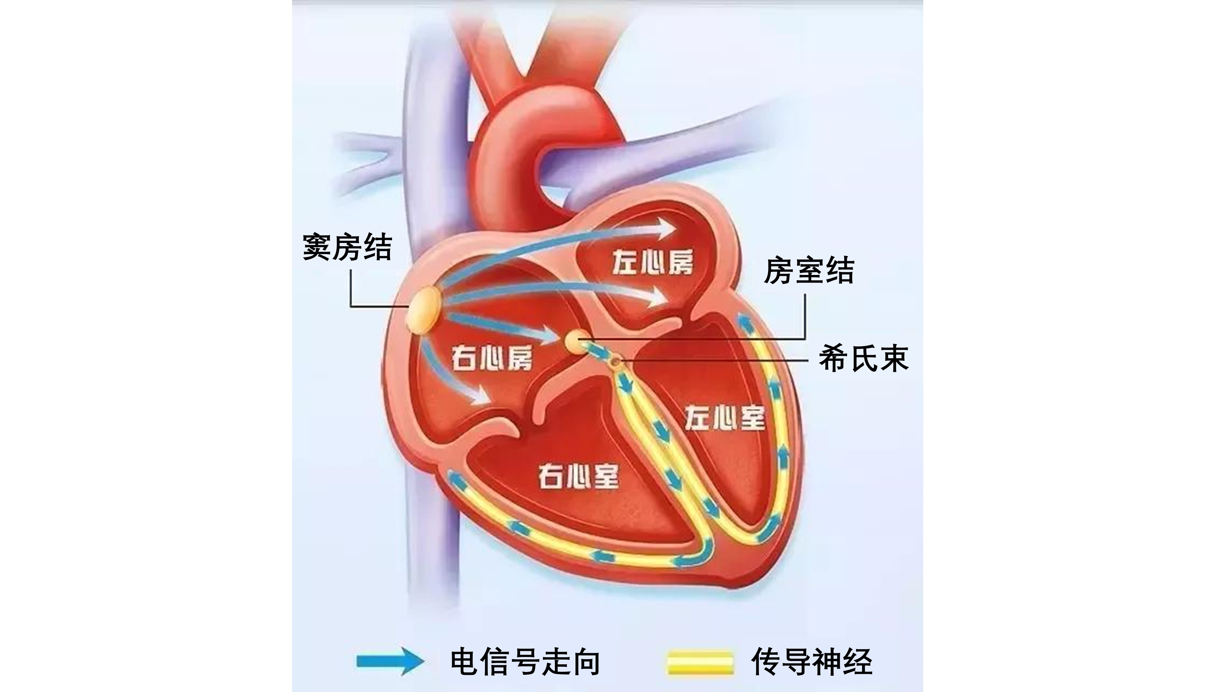 我们是怎么动起来的,心动的人的心脏是怎么跳动的