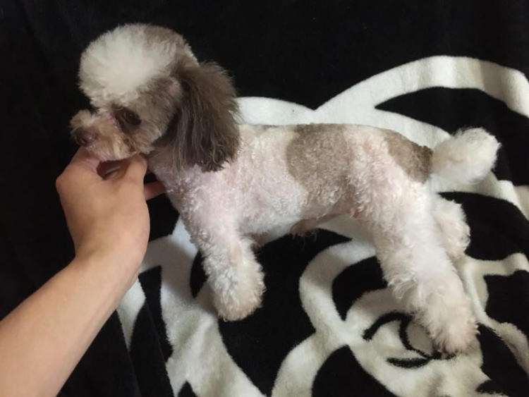 最受欢迎的泰迪熊,最受欢迎的泰迪颜色