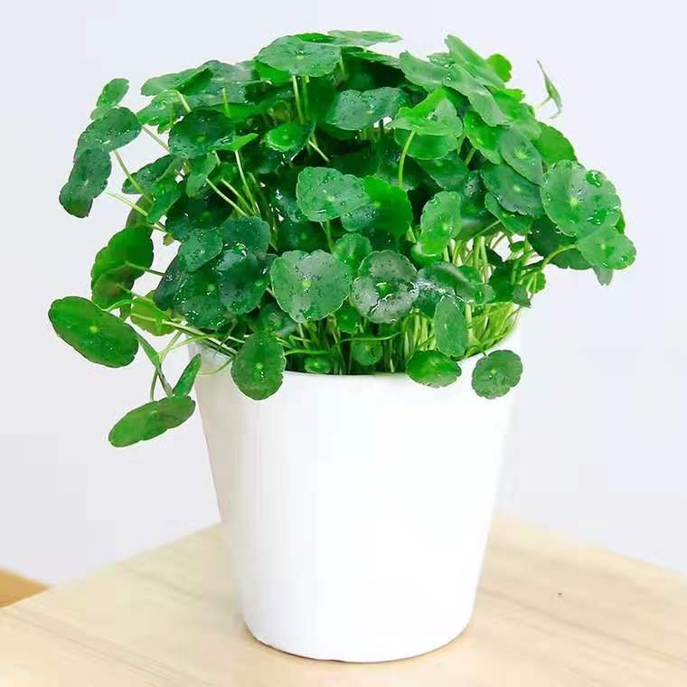 铜钱草怎样养能更快爆盆,如何养好铜钱草的方法