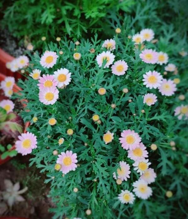 零成本自己制作有机肥,自制有机肥一般多长时间用