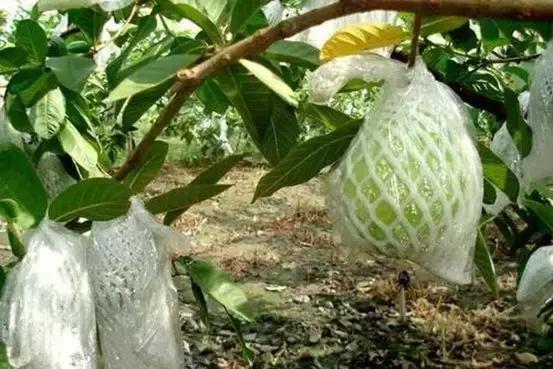 小城姑娘微信卖水果,月收轻松过万忙得不亦乐乎