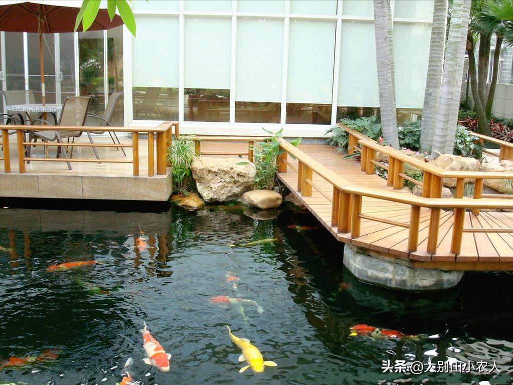 烫嘴的锦鲤：可活200岁，八旬老人为之翻墙，却因颜值决定生死