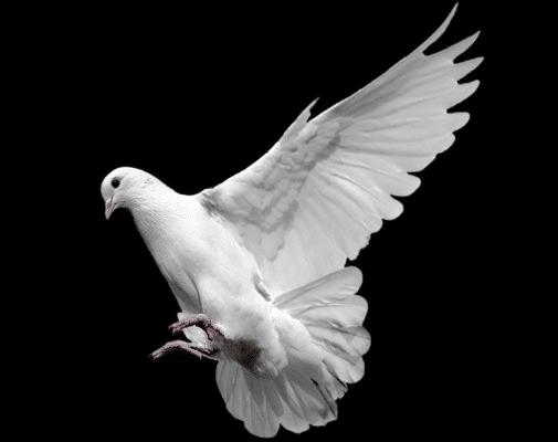 德国梅克姆治疗鸽子螨虫,鸽子身上有螨虫会对人体有伤害吗