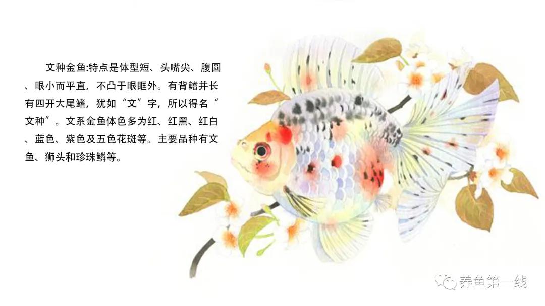 金鱼的种类图片和名字观赏,金鱼的品种分别有哪些图片