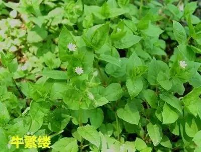 田间杂草认不清来看高清大图,常见田间杂草图片