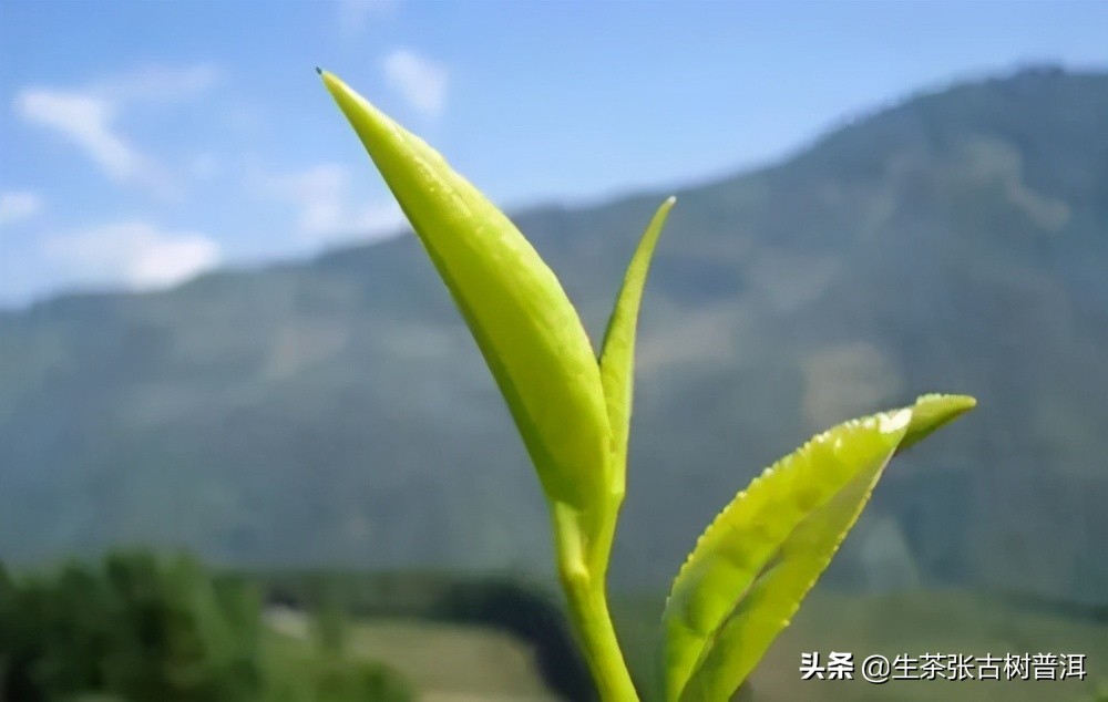 易武正山普洱茶生茶好吗,易武普洱茶生茶特点