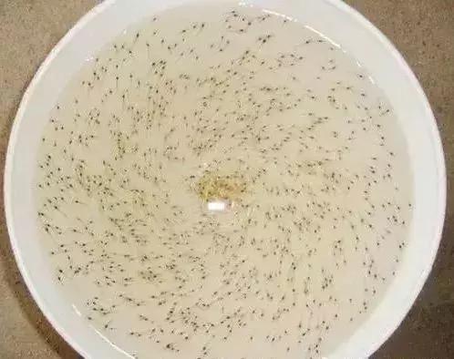 南美白对虾养殖虾苗怎么选择,白对虾虾苗什么时间段放好