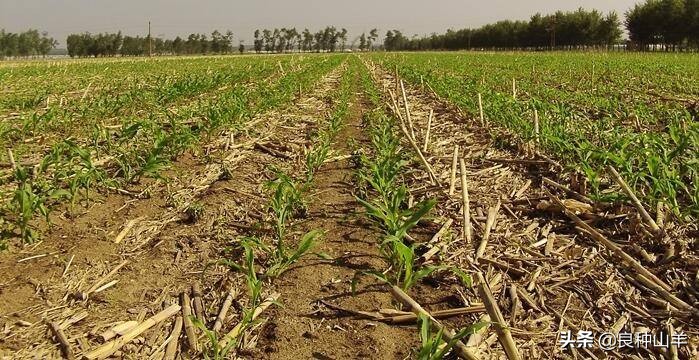 养羊不能吃露水草吗,养羊不能养什么