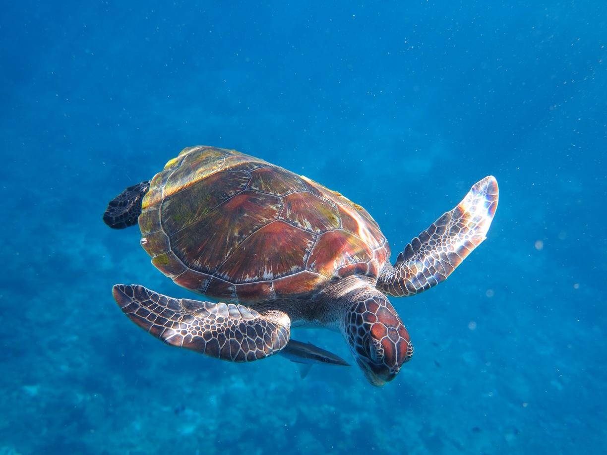 马代帕劳最美的海岛,帕劳和马代哪个值得去