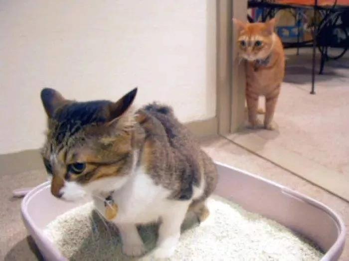 怎么去除猫咪的尿味让它不乱尿,猫咪乱尿到底是什么原因