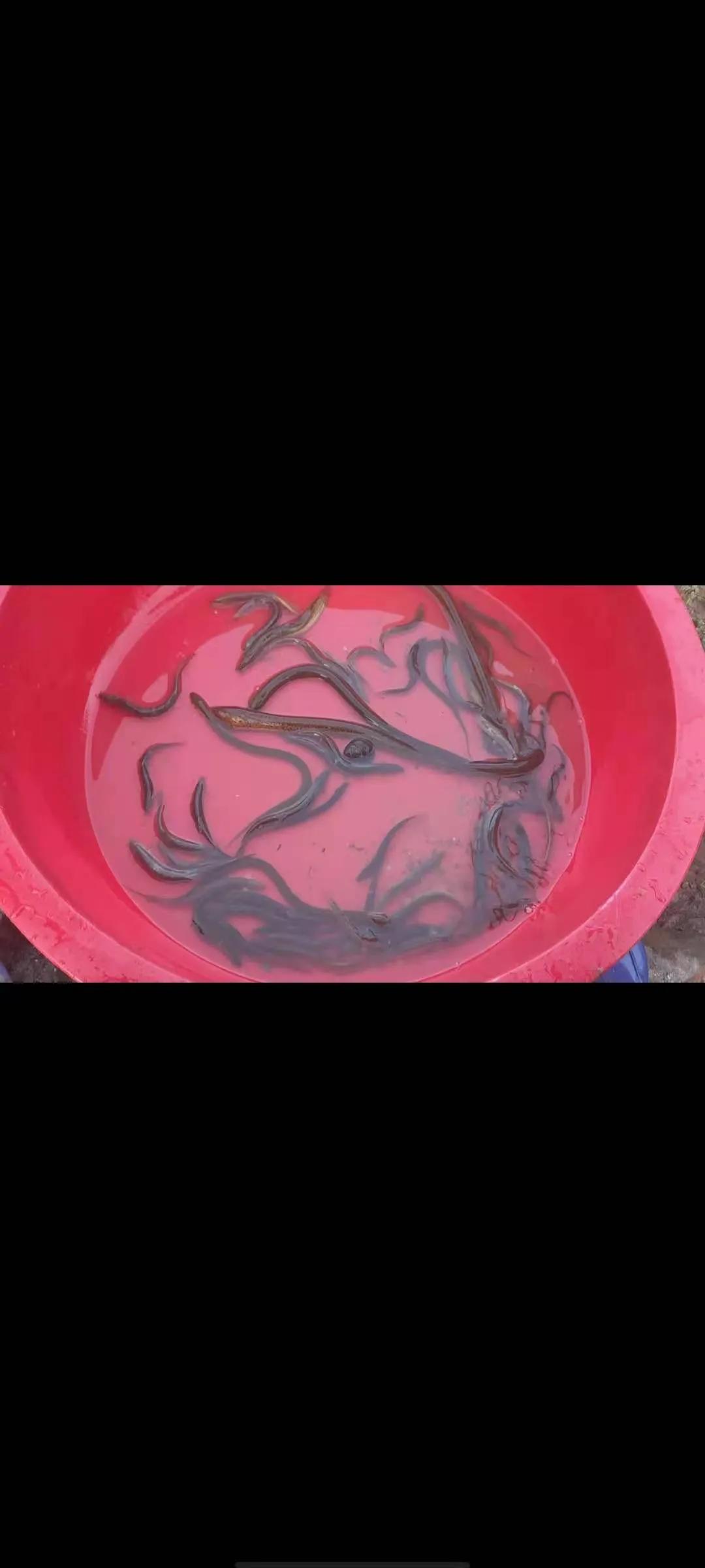 哪里有大量收购野生泥鳅鳝鱼的,野生鳝鱼满满收获