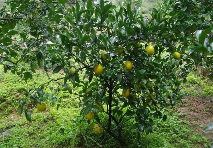 橙子的贮藏方法和管理方式,橙子如何防果蝇