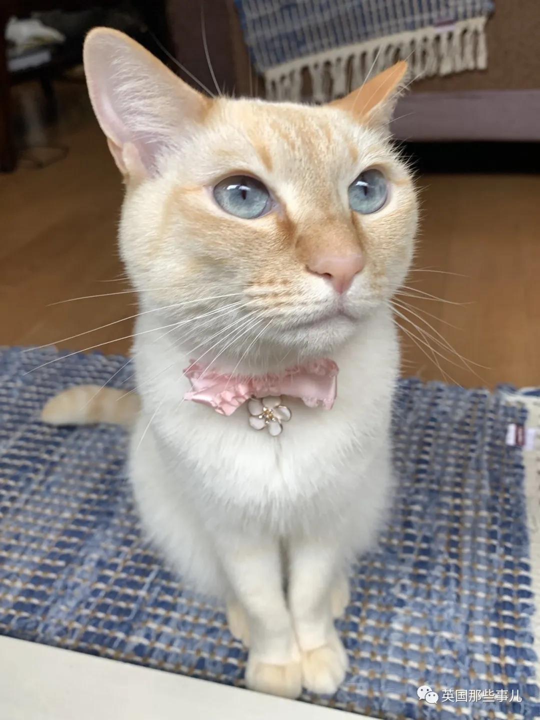 养暹罗等于养好几种猫,重庆暹罗猫变黑了还能白回来吗