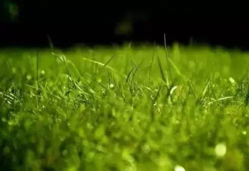 草业科学专业就业方向,草业科学全国排名