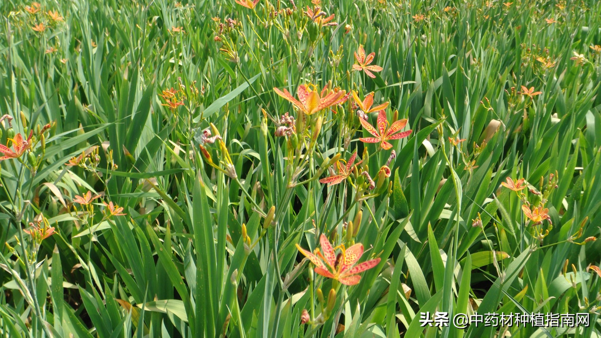 中药材的市场行情及种植品种,中药材网2022年中药材上涨品种