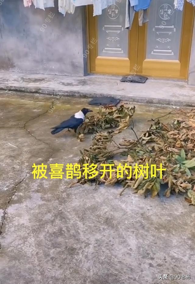 喜鹊救火是真的吗,喜鹊救火全过程