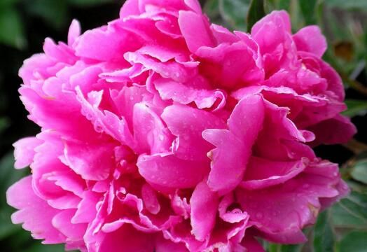 茶花是我国的十大名花吗,中国十大名花图片及花语