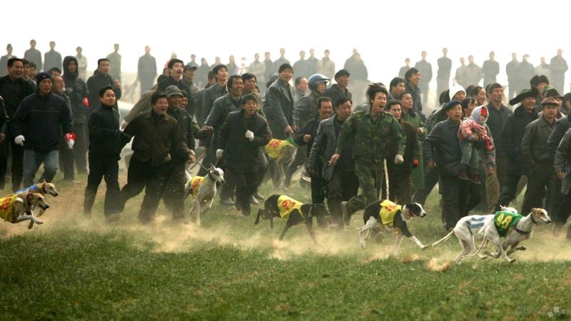 细狗撵兔子视频全过程,细狗撵兔合法吗