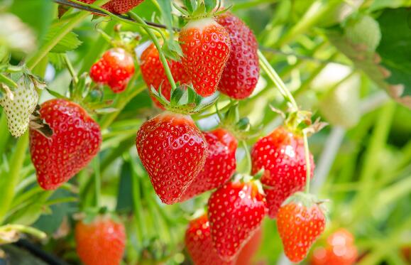 又大又甜的草莓多少钱一颗,最好吃的草莓价钱